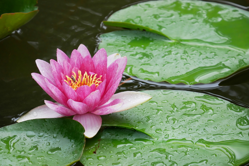 雨の睡蓮