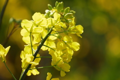 キラキラ菜の花