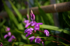 竹垣から顔を出す紫蘭