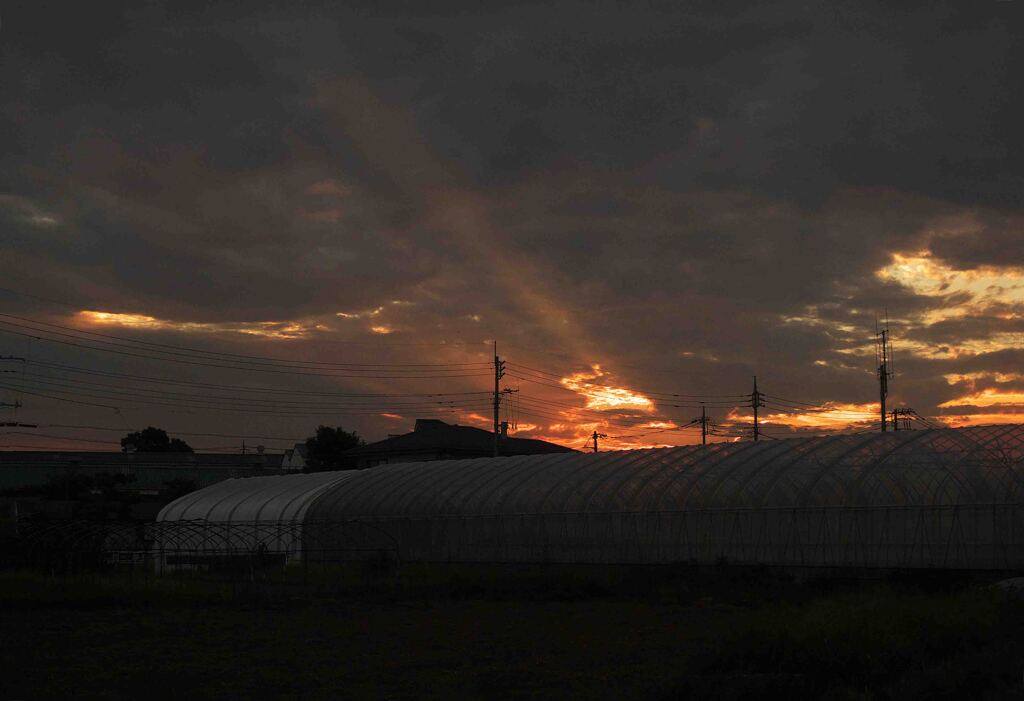 ハウス越しに夕陽の光線