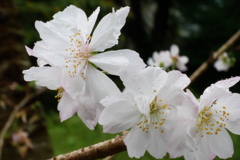 10月桜も花盛り