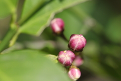 檸檬の花芽