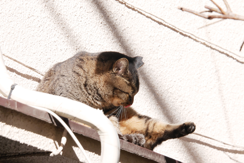 冬の日向で毛づくろい