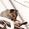 冬の日向で毛づくろい