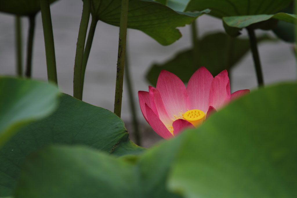 葉っぱの向こうに蓮の花 By Hisabo Id 写真共有サイト Photohito