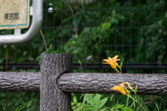 玉川上水のノカンゾウ