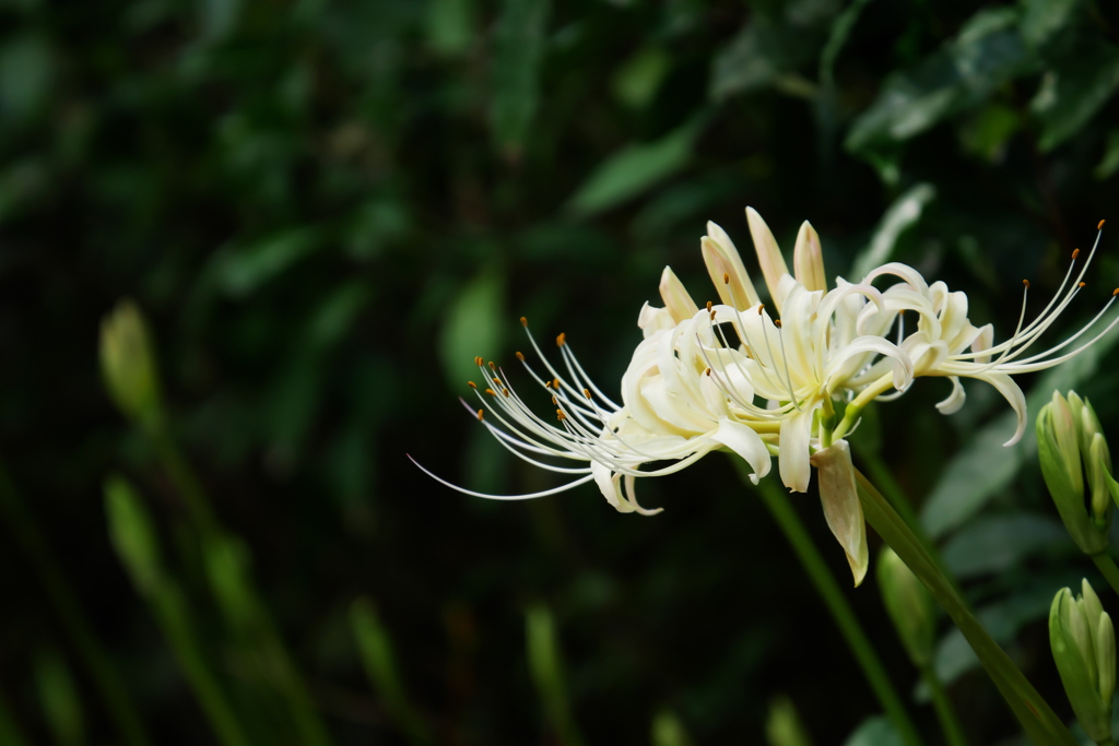 白い曼殊沙華