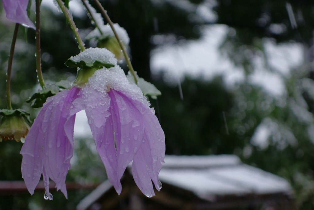 寒い雪にうなだれる皇帝ダリア