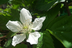 ブラックベリーの開花が始まる