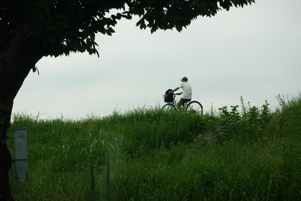 夏草の土手