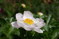 立てば芍薬
