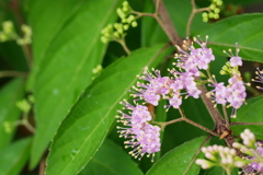 コムラサキも開花する七月