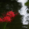 水辺の曼殊沙華