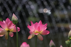 キラキラ蓮の花
