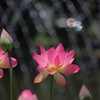 キラキラ蓮の花