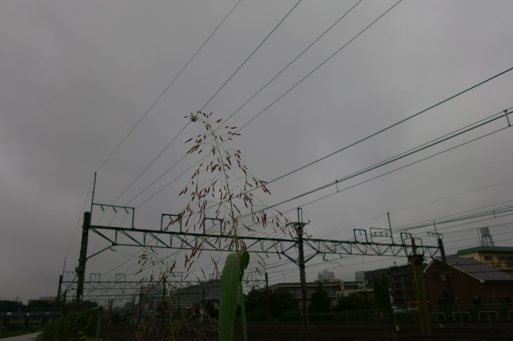 沿線の秋