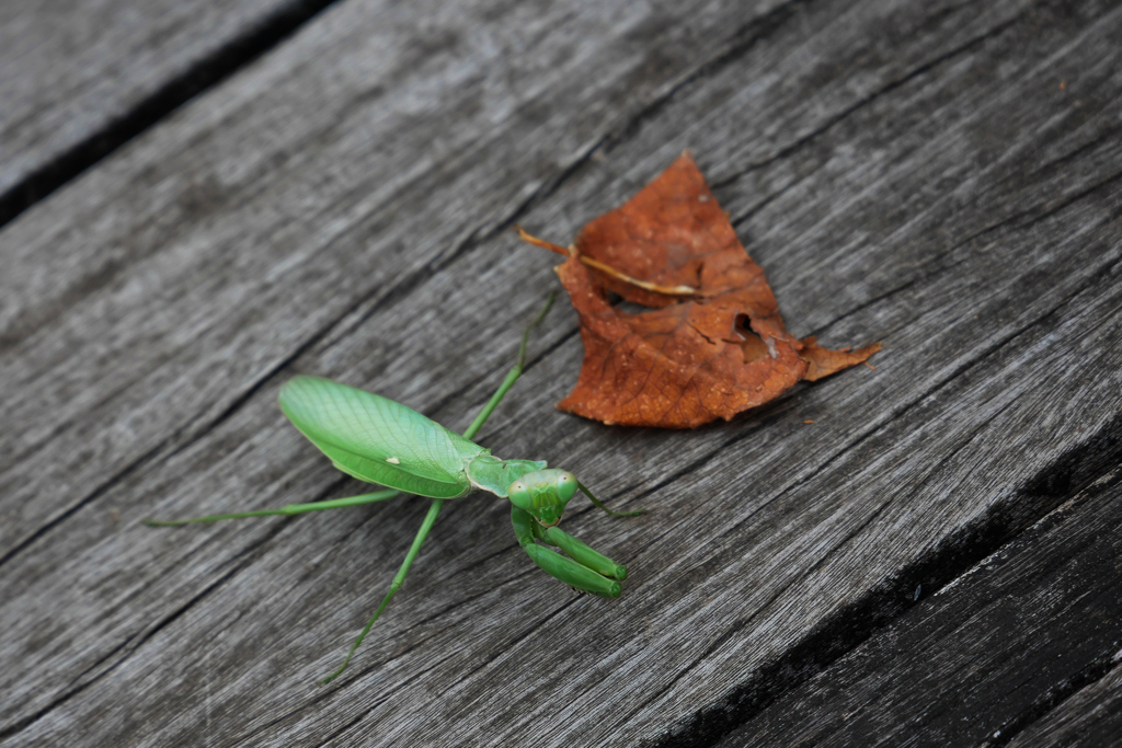 カマキリさんの目が点