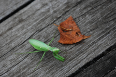 カマキリさんの目が点
