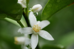 金柑の花咲く雨の朝