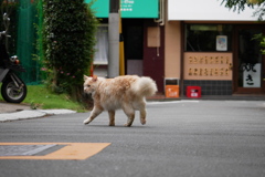 モフモフが通る朝の光景