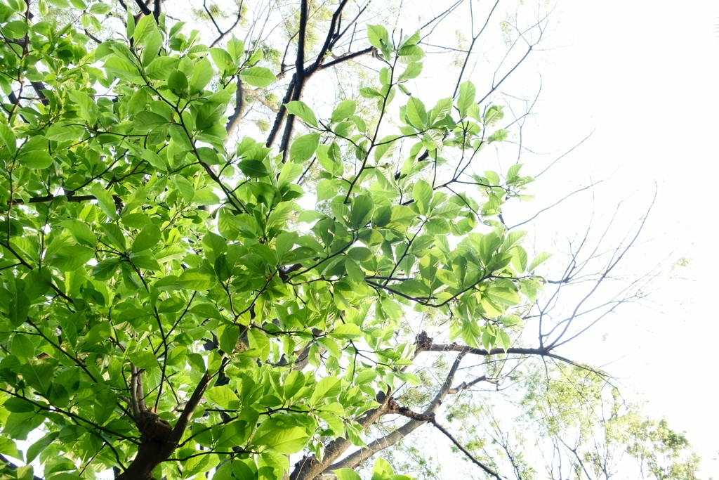 新緑に春の光
