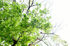 新緑に春の光