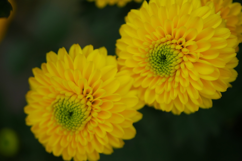 秋の花