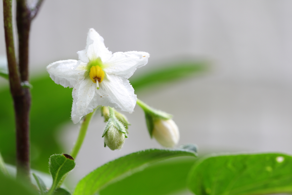 ペピーノの花が咲いた
