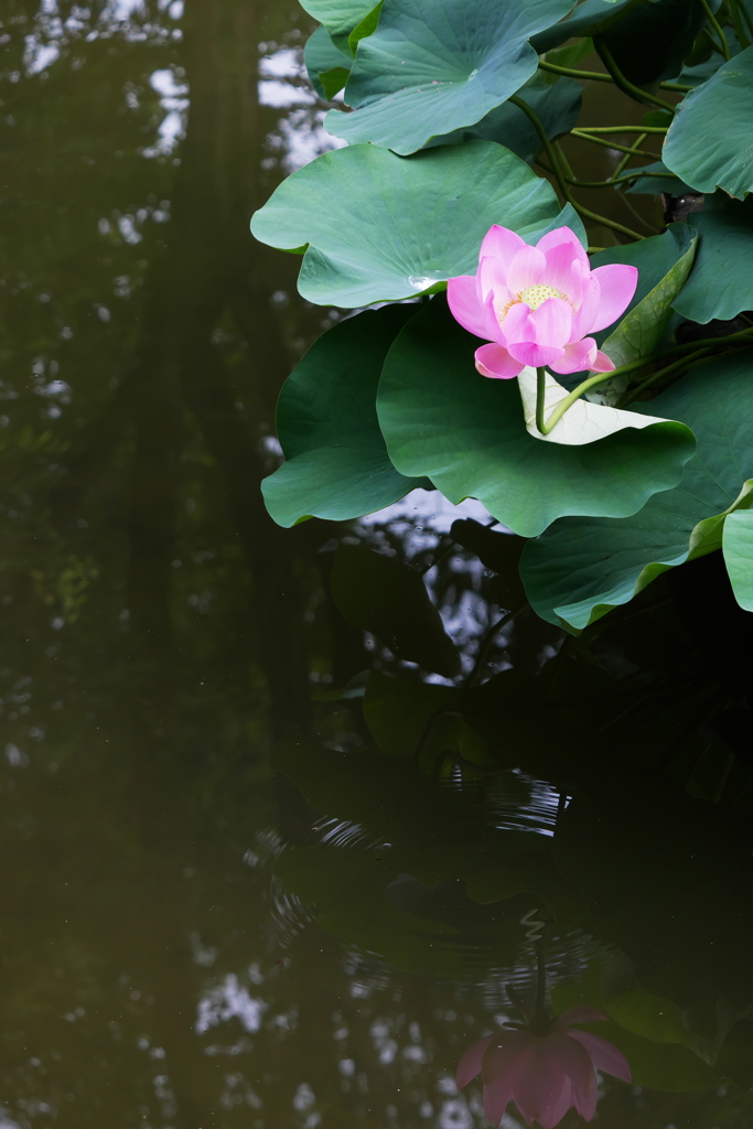 ハス池の景色