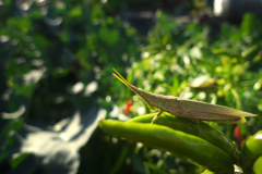 辛い物が好きなバッタ
