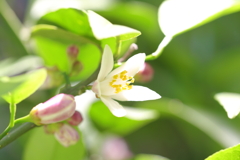 今年のレモンは花がいっぱい♪