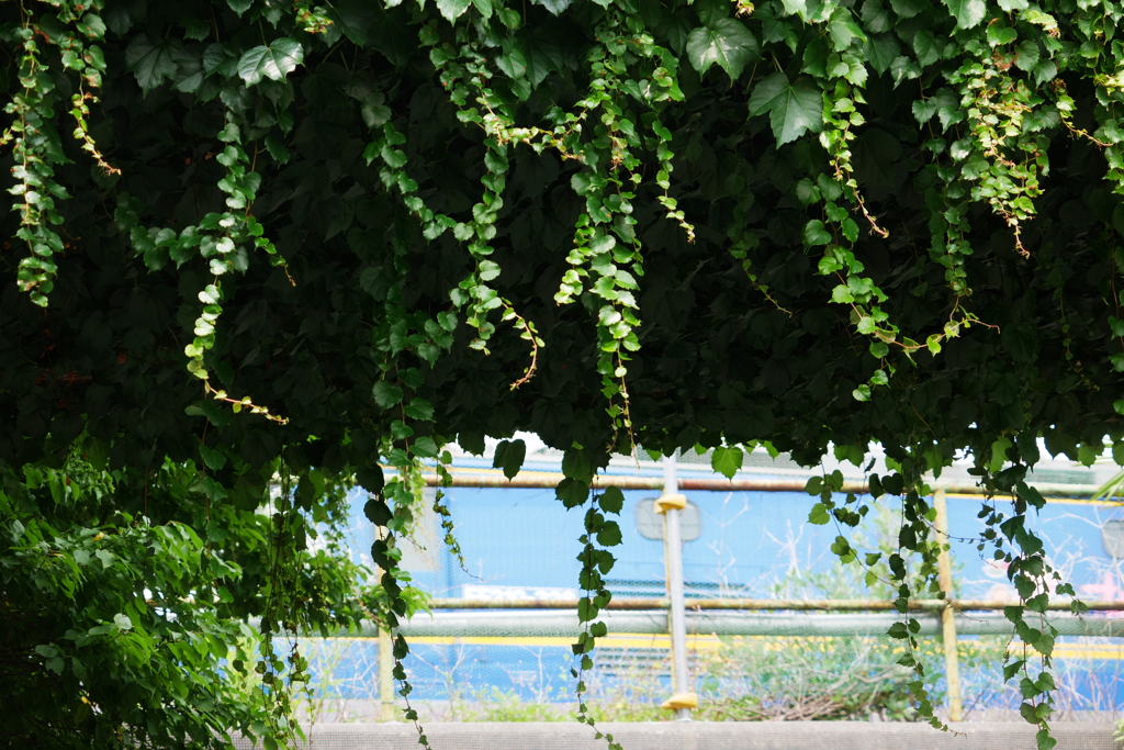 初夏のIvyと桃太郎