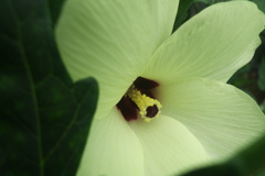 オクラの花開く時間