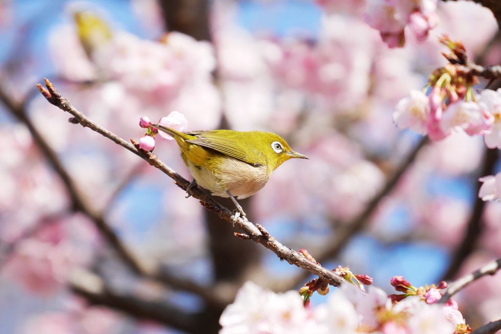 次はどの花を吸おうか♪