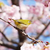 次はどの花を吸おうか♪