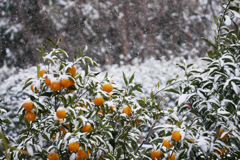 柚子に降る雪
