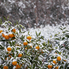 柚子に降る雪