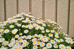 学校の花壇