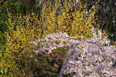 しだれ桜もサンシュユも…