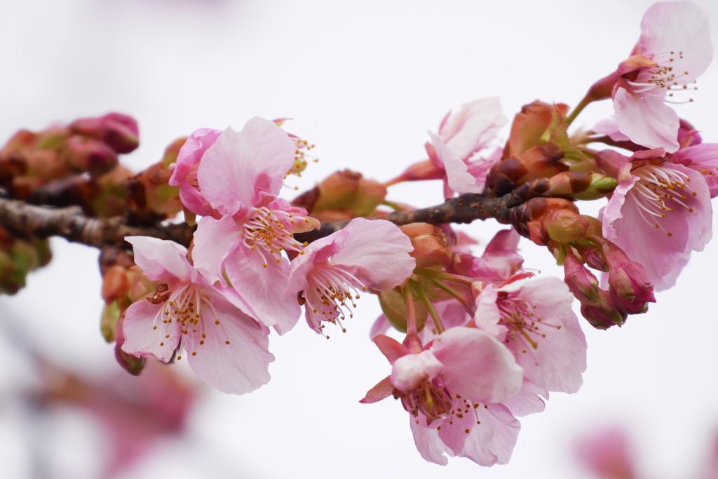 河津桜咲く