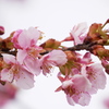河津桜咲く