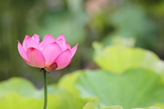 光が入った花はキレイ、虫もきっとそう思う筈♪