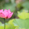 光が入った花はキレイ、虫もきっとそう思う筈♪