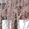 山門を飾る春の色♪