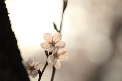 午後の陽を透過する胴吹桜
