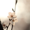 午後の陽を透過する胴吹桜