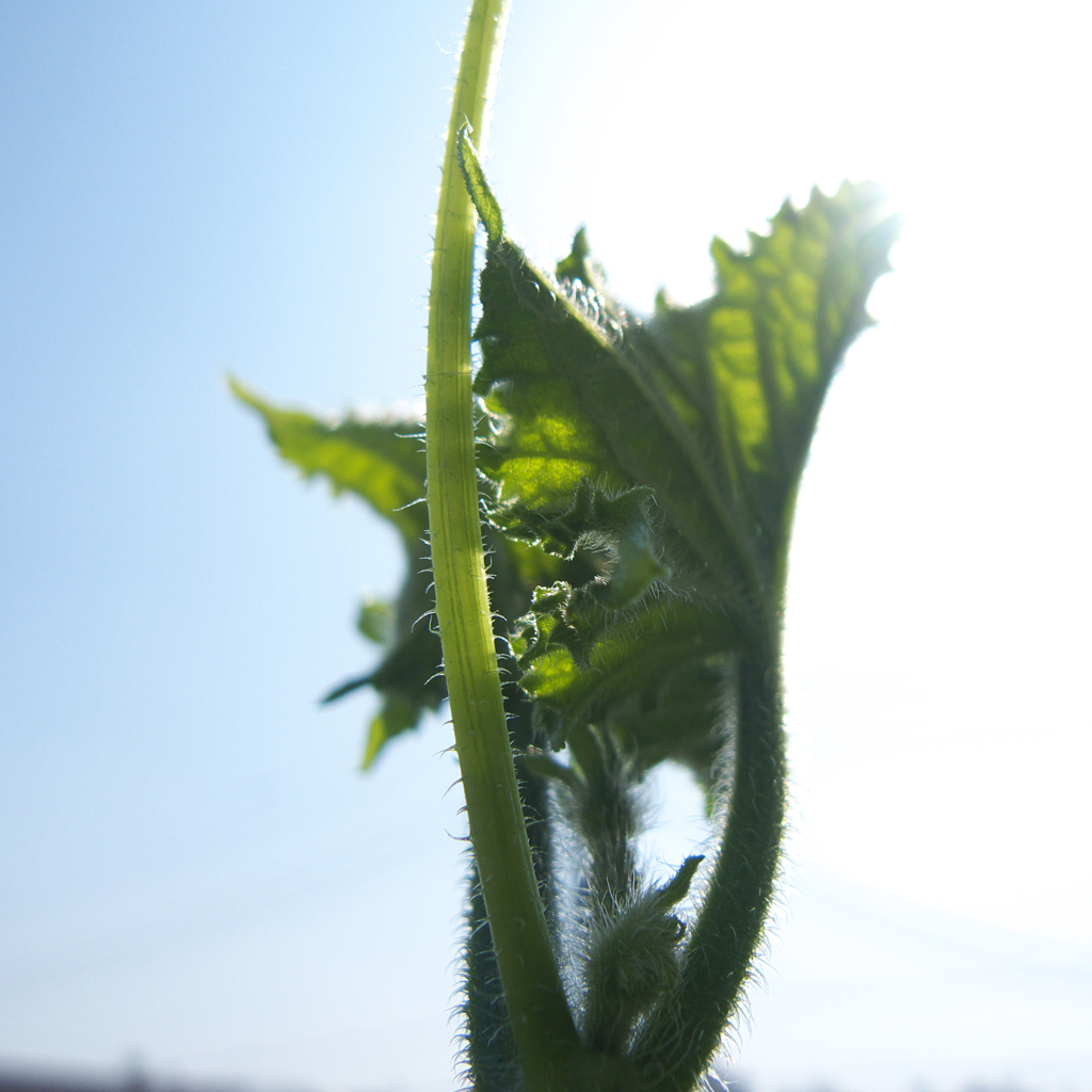 真夏のダンサー