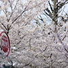 春の消火栓