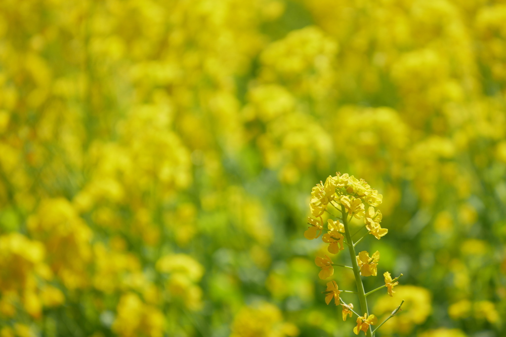 菜の花畑2021