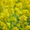 菜の花畑2021
